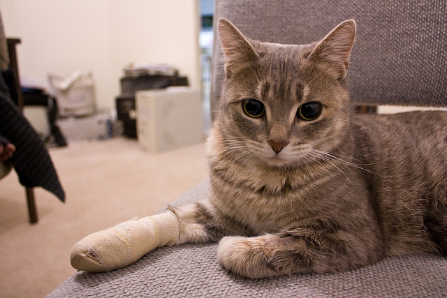 Cat-bandage