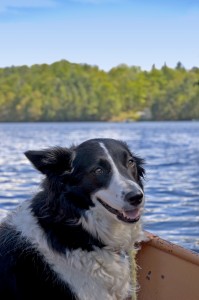 Dog-on-Water