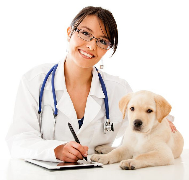 Dog-with-Vet