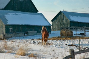Horse-in-Snow