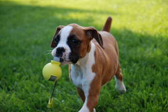 Puppy-Playing-Fetch
